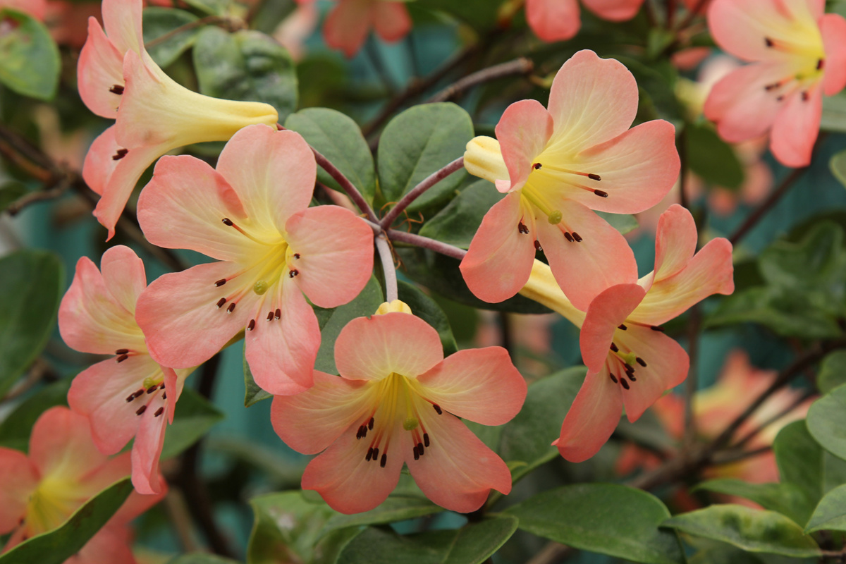 Rhododendron Kisses (1).jpg